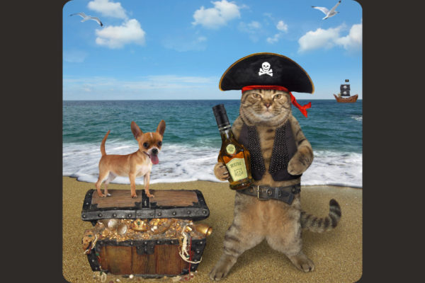 Cat dressed like a pirate with chihuahua on top if treasure chest
