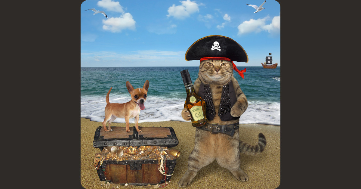 Cat dressed like a pirate with chihuahua on top if treasure chest