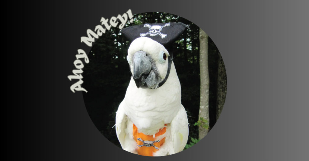 Circular image with Parrot dressed as a pirate with the words "Ahoy Matey" framing the top right side of circle