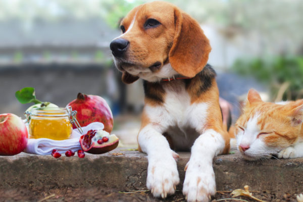 Outdoors on a low brick step, apples, honey, and pomegranate on left with a beagle with paws hanging over the step and sleeping orange and white tabby next to it.