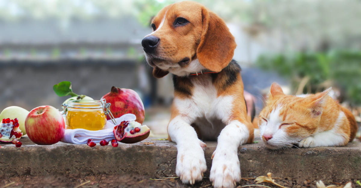Outdoors on a low brick step, apples, honey, and pomegranate on left with a beagle with paws hanging over the step and sleeping orange and white tabby next to it.