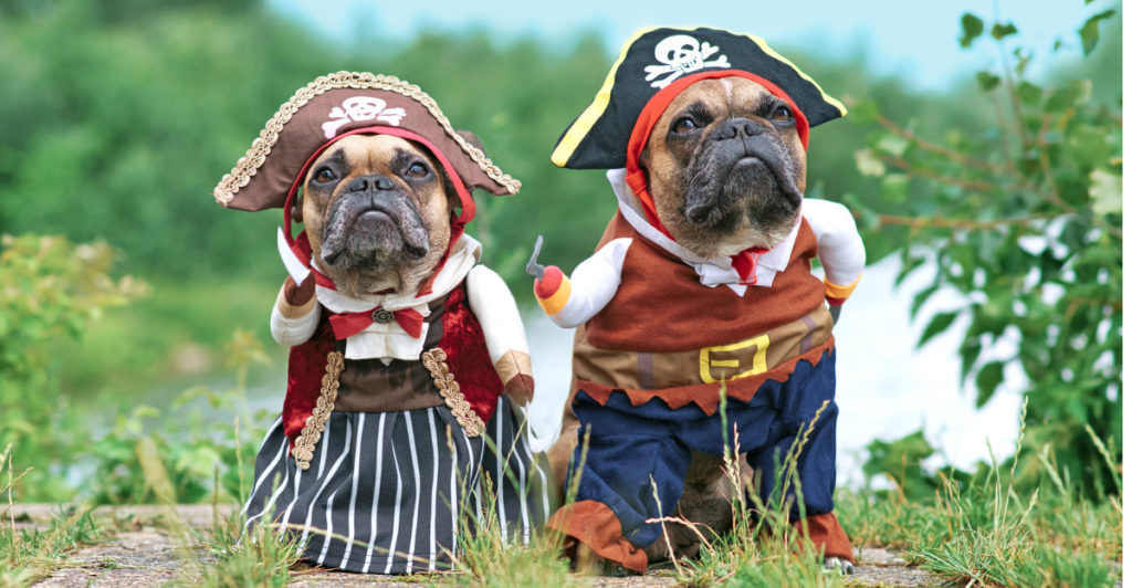 dogs dressed as pirates